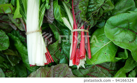 Chard swiss red green bio leaves, white stemmed fresh is cicla group, beet spinach seakale leaf stem grown, Beta vulgaris garden farm farming ripe, flavescens perpetual vegetable market closeup farmer Chard swiss red green bio leaves, white stemmed fresh is cicla group, beet spinach seakale leaf stem grown, Beta vulgaris garden farm farming ripe, flavescens perpetual vegetable market closeup farmer 94166324