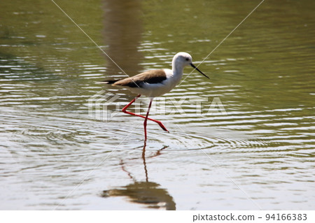 Black-winged stilt Black-winged stilt 94166383