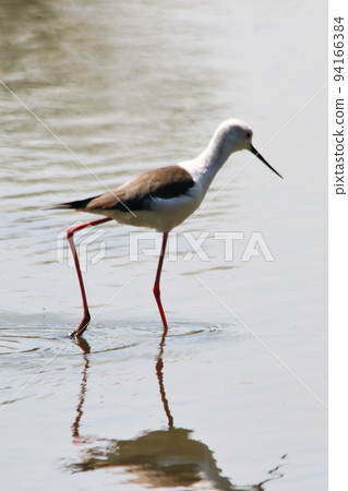 Black-winged stilt Black-winged stilt 94166384