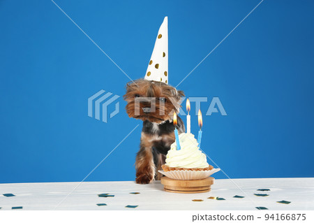 Cute Yorkshire terrier dog with birthday cupcake at table against blue background 94166875