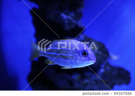 Beautiful bluestriped snapper in clear toned blue aquarium Beautiful bluestriped snapper in clear toned blue aquarium 94167086