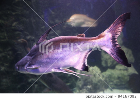 Gaff topsail catfish swimming in clear aquarium Gaff topsail catfish swimming in clear aquarium 94167092