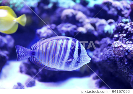 Beautiful butterfly fish in clear aquarium water 94167093