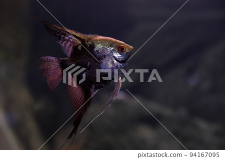 Beautiful scalaria fish in clear aquarium water Beautiful scalaria fish in clear aquarium water 94167095