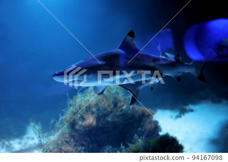 Small blue shark in clear aquarium water. Elasmobranch fish 94167098