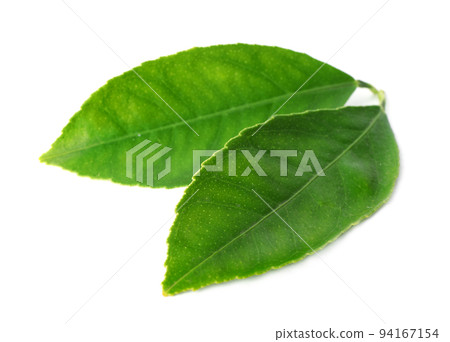 Fresh green citrus leaves isolated on white 94167154