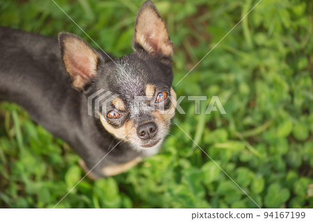 A tricolor chihuahua dog is looking at the camera. Mini Chihuahua on a green background. A tricolor chihuahua dog is looking at the camera. Mini Chihuahua on a green background. 94167199