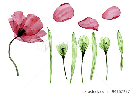 watercolor set. transparent flowers of poppy, phlox, petals and leaves isolated on white background. drawing x-ray collection with green and pink flowers of poppy and phlox. clipart watercolor set. transparent flowers of poppy, phlox, petals and leaves isolated on white background. drawing x-ray collection with green and pink flowers of poppy and phlox. clipart 94167237
