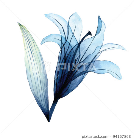 watercolor transparent flower. transparent blue lily in pastel colors. element isolated on white background. design for wedding 94167868