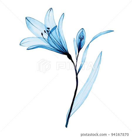 watercolor drawing. transparent blue flower alstroemeria, lily. airy transparent flower, x-ray. watercolor drawing. transparent blue flower alstroemeria, lily. airy transparent flower, x-ray. 94167870