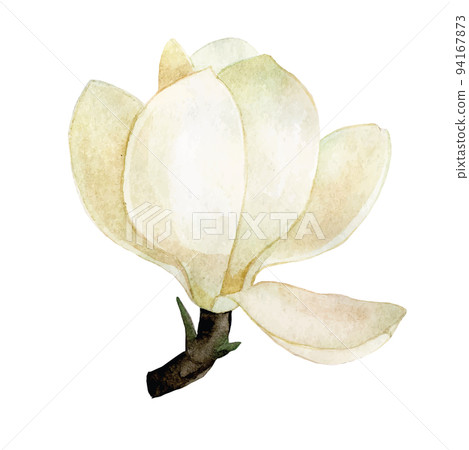 watercolor drawing. magnolia flower. vintage delicate drawing white magnolia flower 94167873