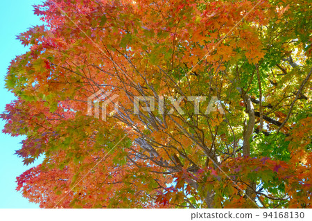 秋天的樹葉 秋天的樹葉 94168130