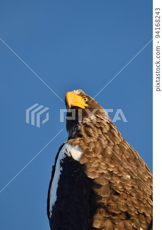 Steller's sea eagle (北海道) 我在一個晴天在北海道東部遇到的 Steller's sea eagle (北海道) 我在一個晴天在北海道東部遇到的 94168243