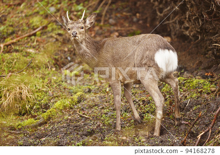 我在森林裡遇到的一隻雄鹿（北海道） 94168278