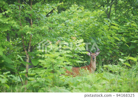 我在森林裡遇到的一隻雄鹿（北海道） 94168325