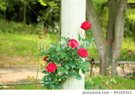 Rose flower Hertzas 94168561