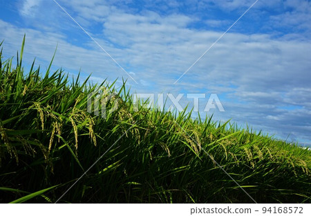 Autumn sky and ear rice Autumn sky and ear rice 94168572