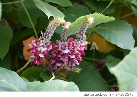 Autumn Nanakusa Kuzu flowers Autumn Nanakusa Kuzu flowers 94168573