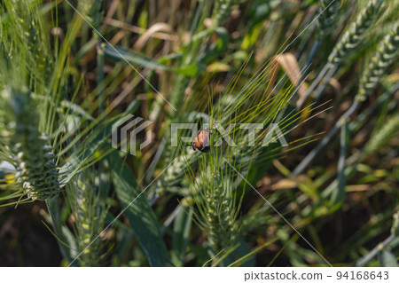 grain beetle pests crops destroys the ears of wheat, barley, rye and other cereals Anisoplia austriaca grain beetle pests crops destroys the ears of wheat, barley, rye and other cereals Anisoplia austriaca 94168643