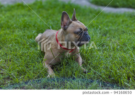 Cute French bulldog girl is resting in grass. Summer in countryside Cute French bulldog girl is resting in grass. Summer in countryside 94168650