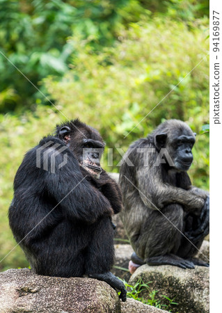 下巴蹦極 94169877