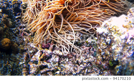 Underwater photograph of anemone fish and anemone Tokashiki Island 94170210