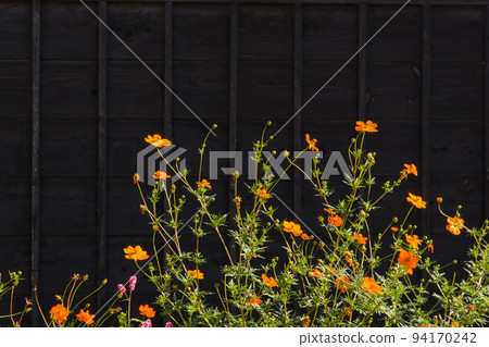 Yellow cosmos and wooden fence 94170242