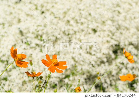  Kivanacosmos 94170244