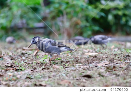 Mustard star 94170400