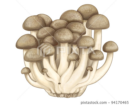 A realistic hand-drawn illustration of shimeji mushrooms 94170465