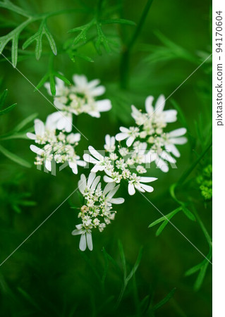 3766 coriander 3766 coriander 94170604