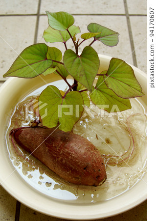 Sweet potatoes with sprouts Hydroponics Sweet potatoes with sprouts Hydroponics 94170607