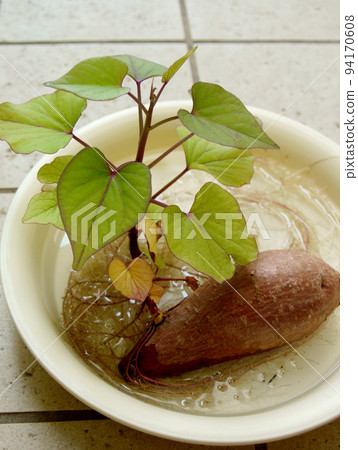 Sweet potatoes with sprouts Hydroponics Sweet potatoes with sprouts Hydroponics 94170608