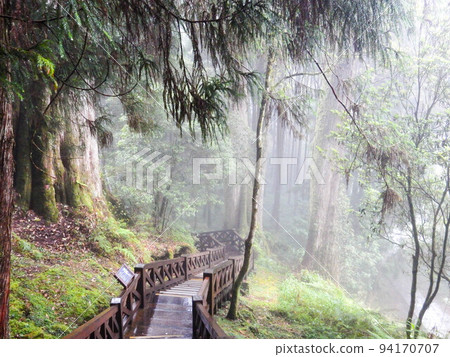 夢幻森林阿里山台灣 94170707