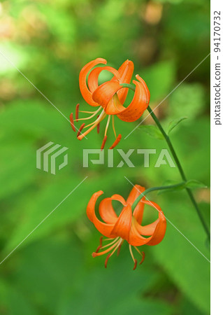 北海道森林地面上盛開著美麗的朝下橙色花朵的久留馬百合 94170732