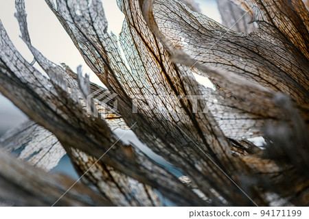 Fern (bat orchid) leaves 94171199