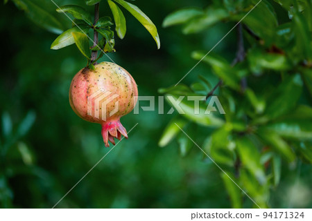 Ripe pomegranate seeds 94171324