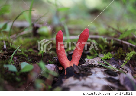 Kaitake Kaitake 94171921