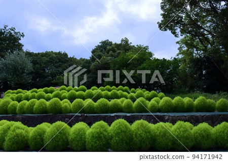 Alignment of green kochia before turning red Alignment of green kochia before turning red 94171942