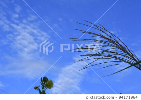 輕井澤涼爽的早晨，蒲葦和月見草點綴著早晨的天空 94171964
