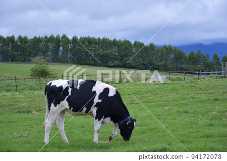 奶牛在高原悠閒地吃草 94172078