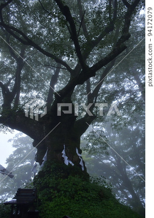 雨後霧濛濛的熊野神社神樹 94172079