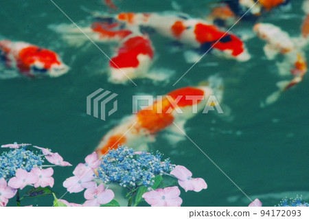 繡球花和鯉魚 4 繡球花和鯉魚 4 94172093