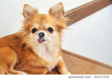 長外套吉娃娃特寫 94172310