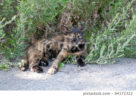 Sabi cat lying on the roadside 94172322