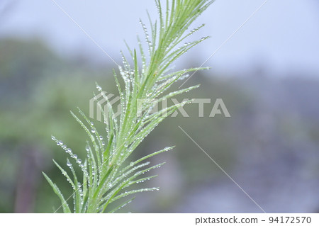 阿爾卑斯山八岳內庭晨露中閃耀的高山植物 94172570