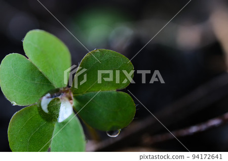 Clover after the rain Clover after the rain 94172641