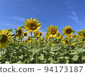 藍天下盛開的大向日葵 94173187