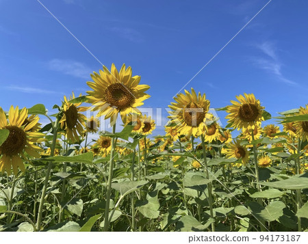 藍天下盛開的大向日葵 94173187