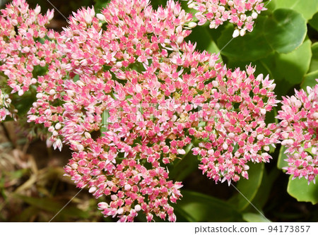 Inflorescences of Ochitok (Latin. Sedum telephum) or hare cabbage 94173857